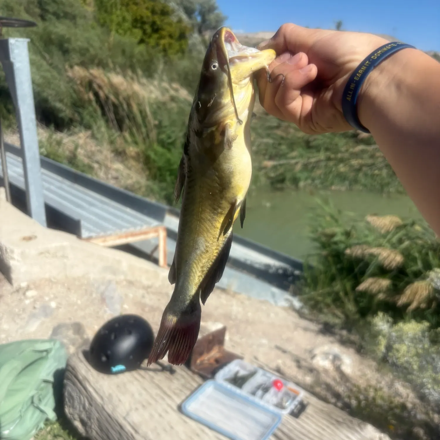 Yellow bullhead caught on Fishbrain