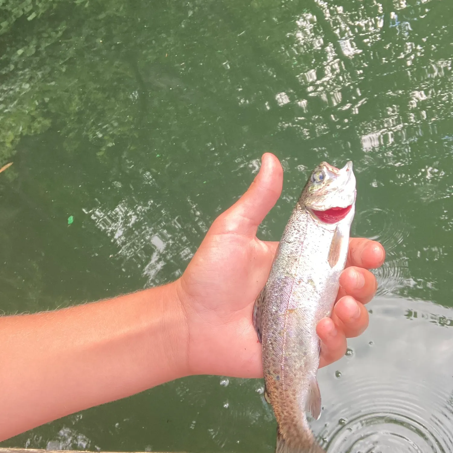 Mountain whitefish caught on Fishbrain