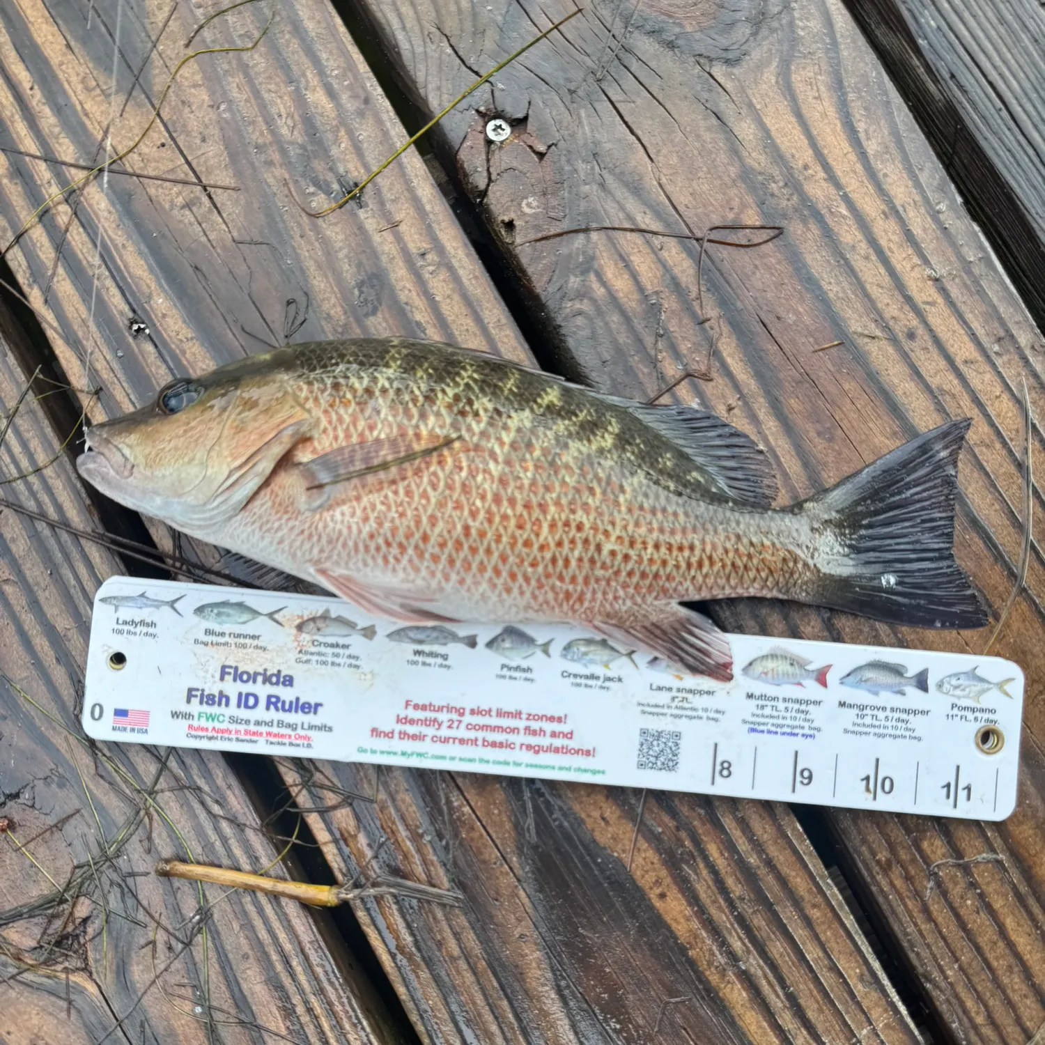 Mangrove snapper caught on Fishbrain