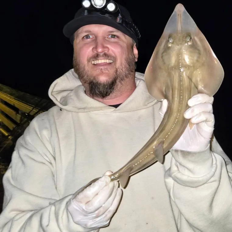 Pacific shovelnose guitarfish caught on Fishbrain