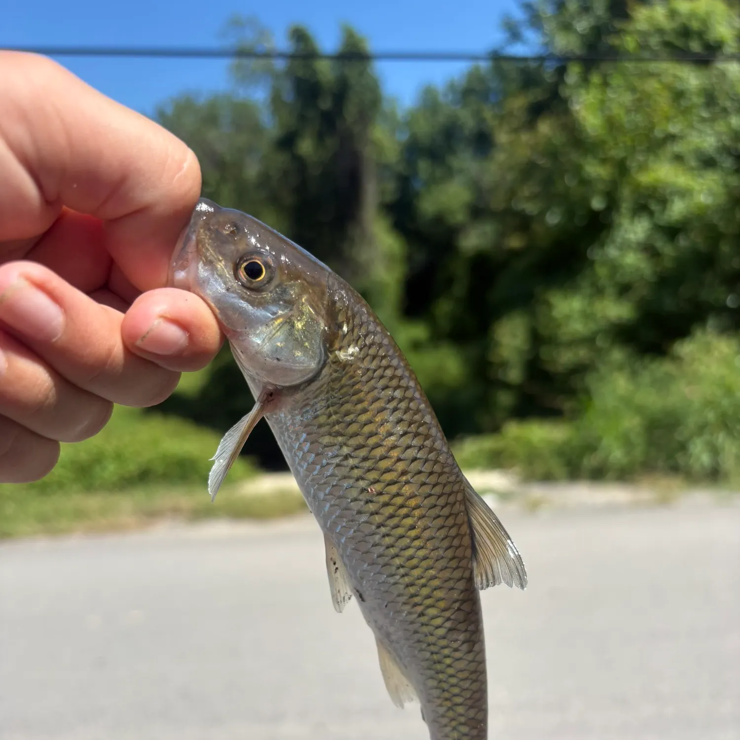 Fallfish caught on Fishbrain