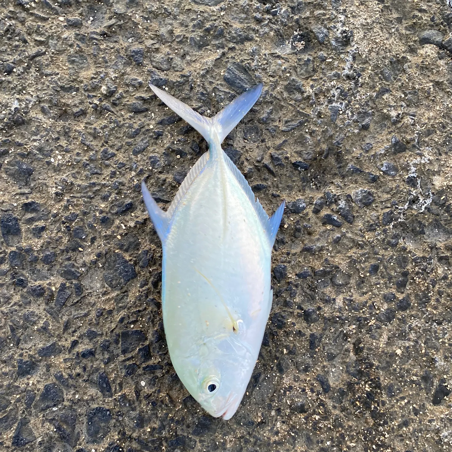Bluefin trevally caught on Fishbrain