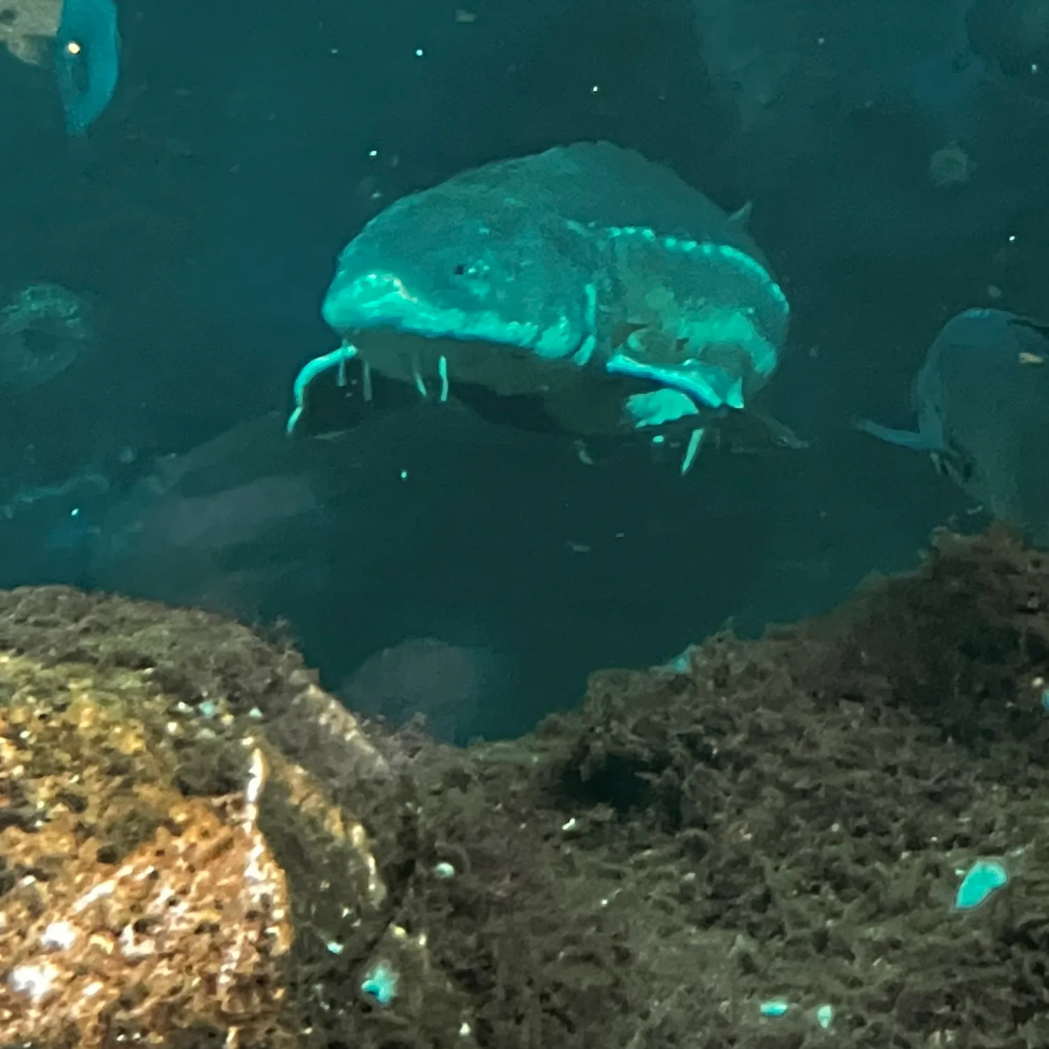 The most recent Green sturgeon catches on Fishbrain