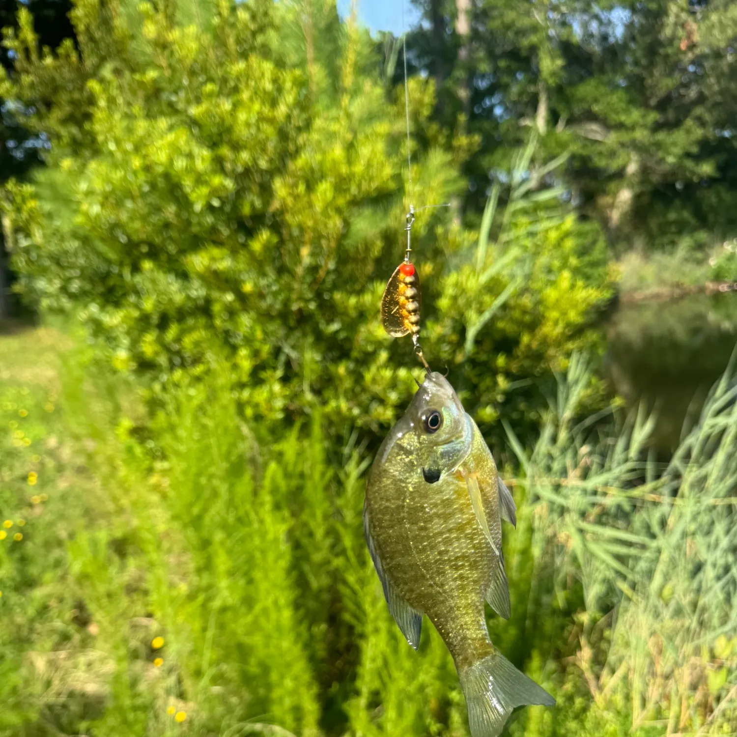 Bluegill caught on Fishbrain