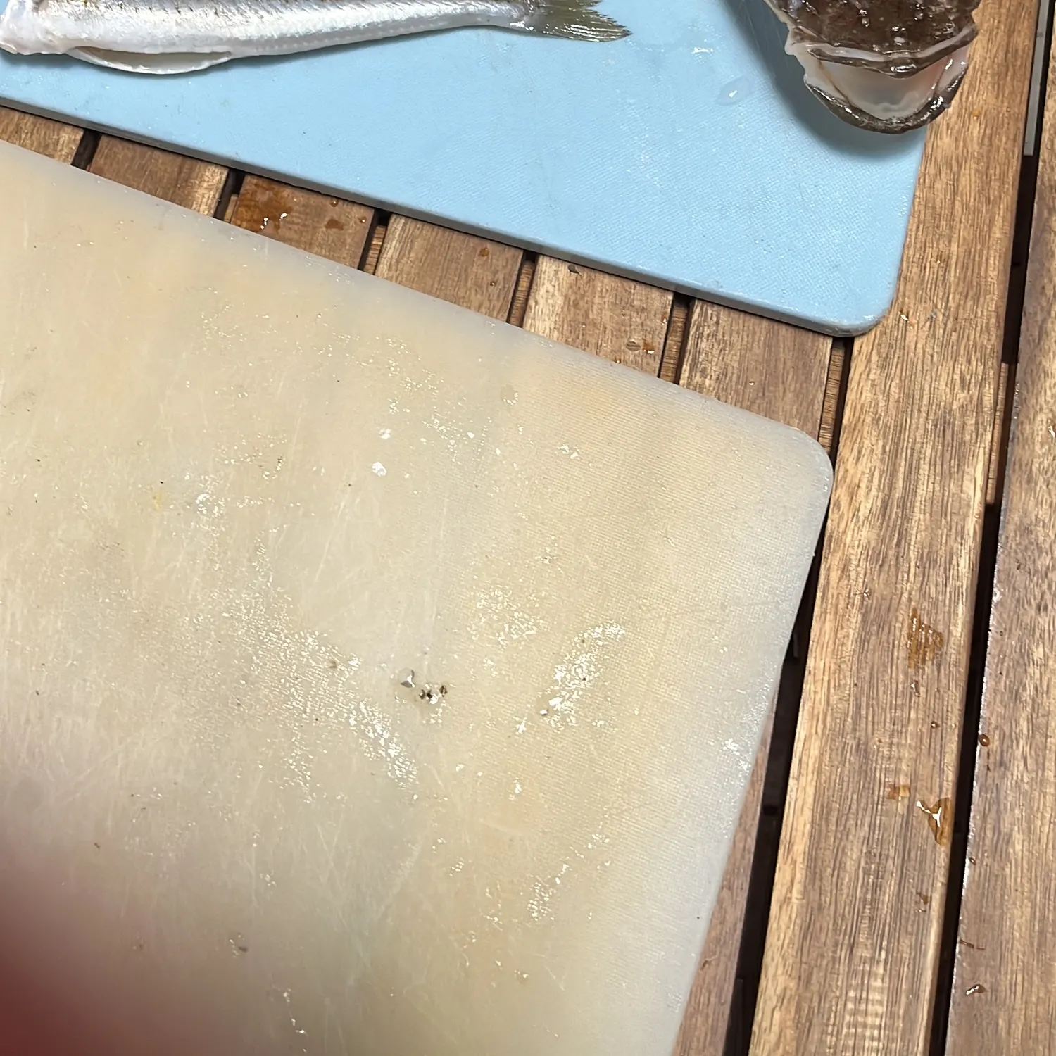 The most recent Blue-spotted flathead catches on Fishbrain