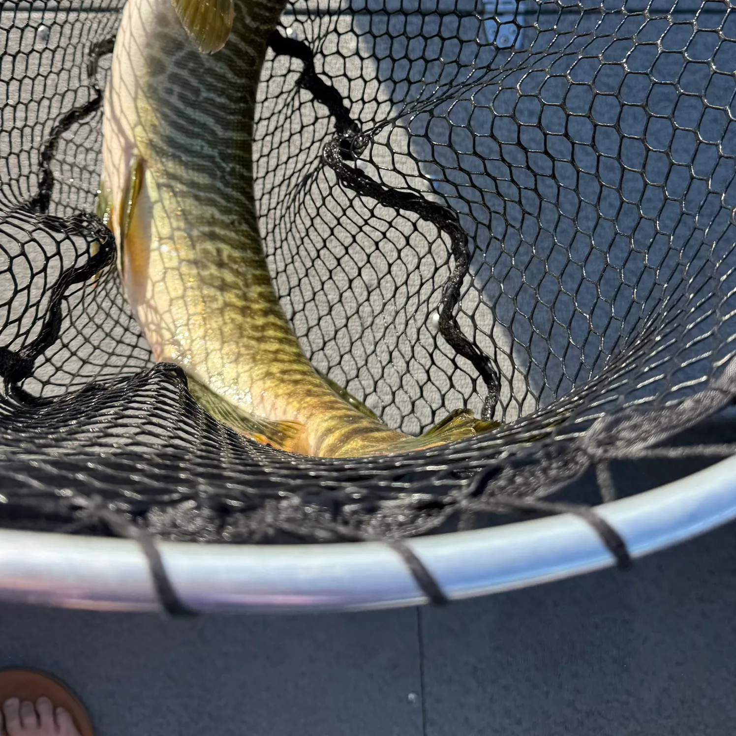 The most recent Muskellunge catches on Fishbrain