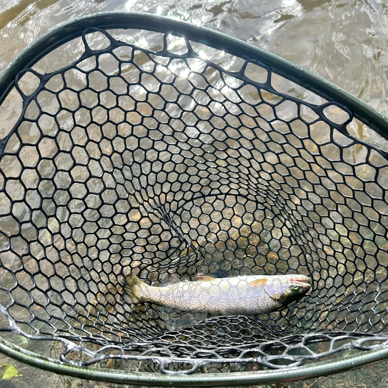 The most recent Rainbow trout catches on Fishbrain