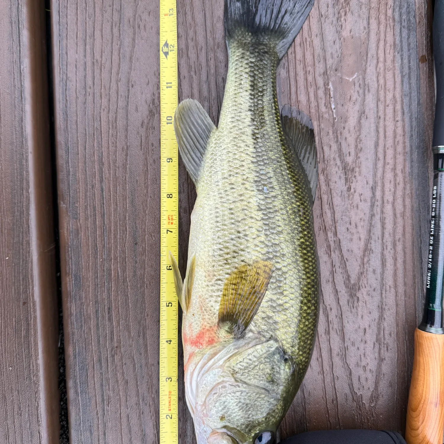 Largemouth bass caught on Fishbrain