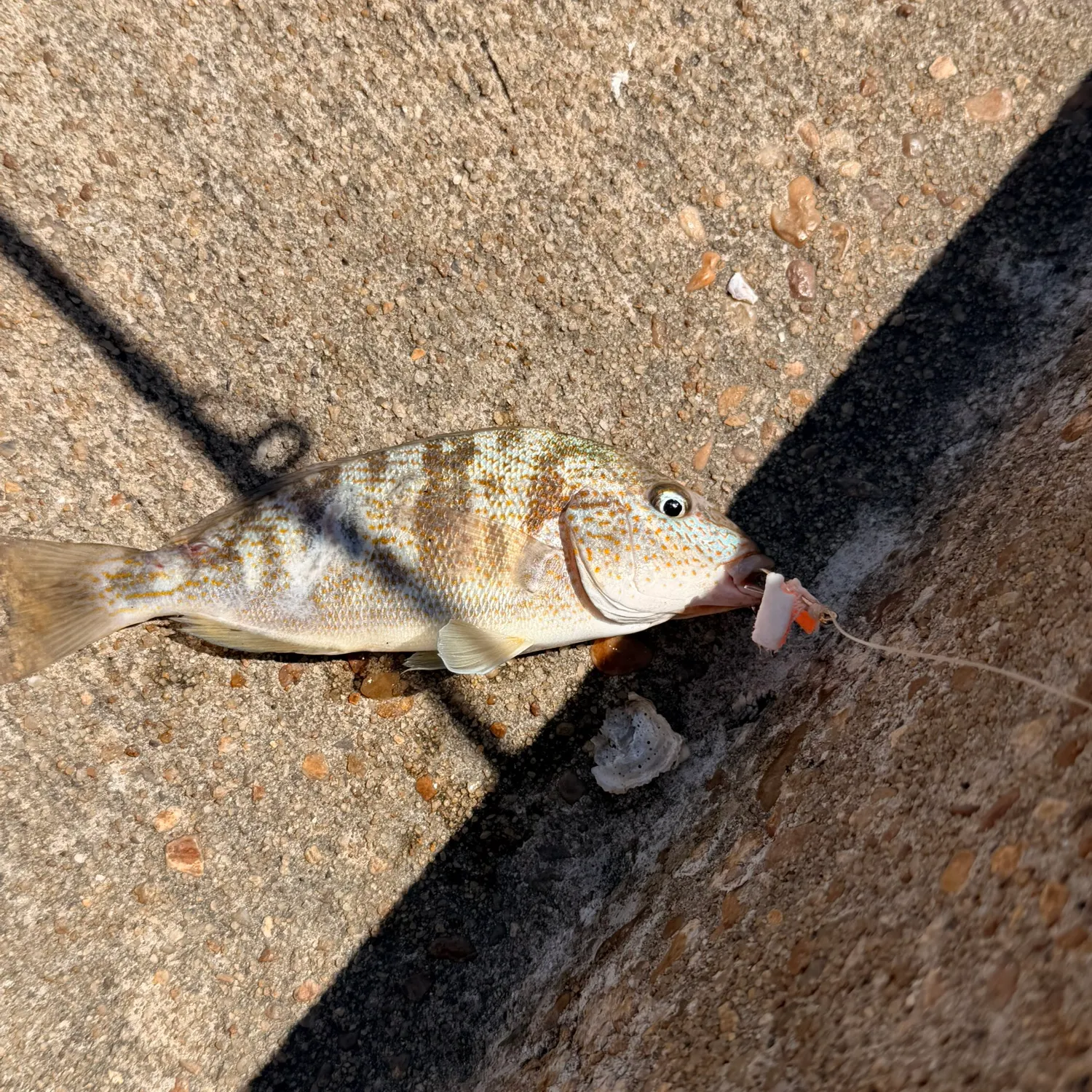 Pigfish caught on Fishbrain