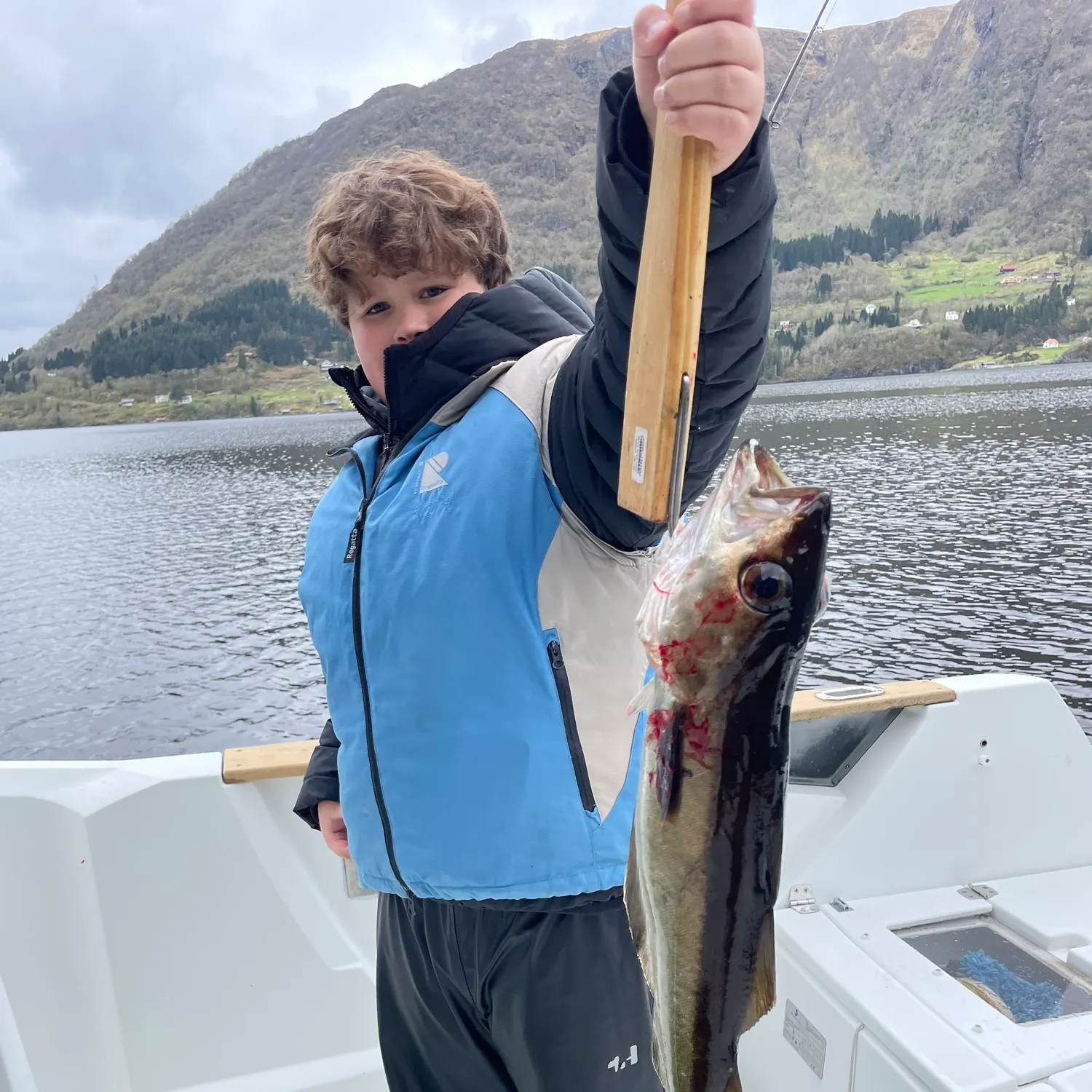 The most recent Pollack catches on Fishbrain