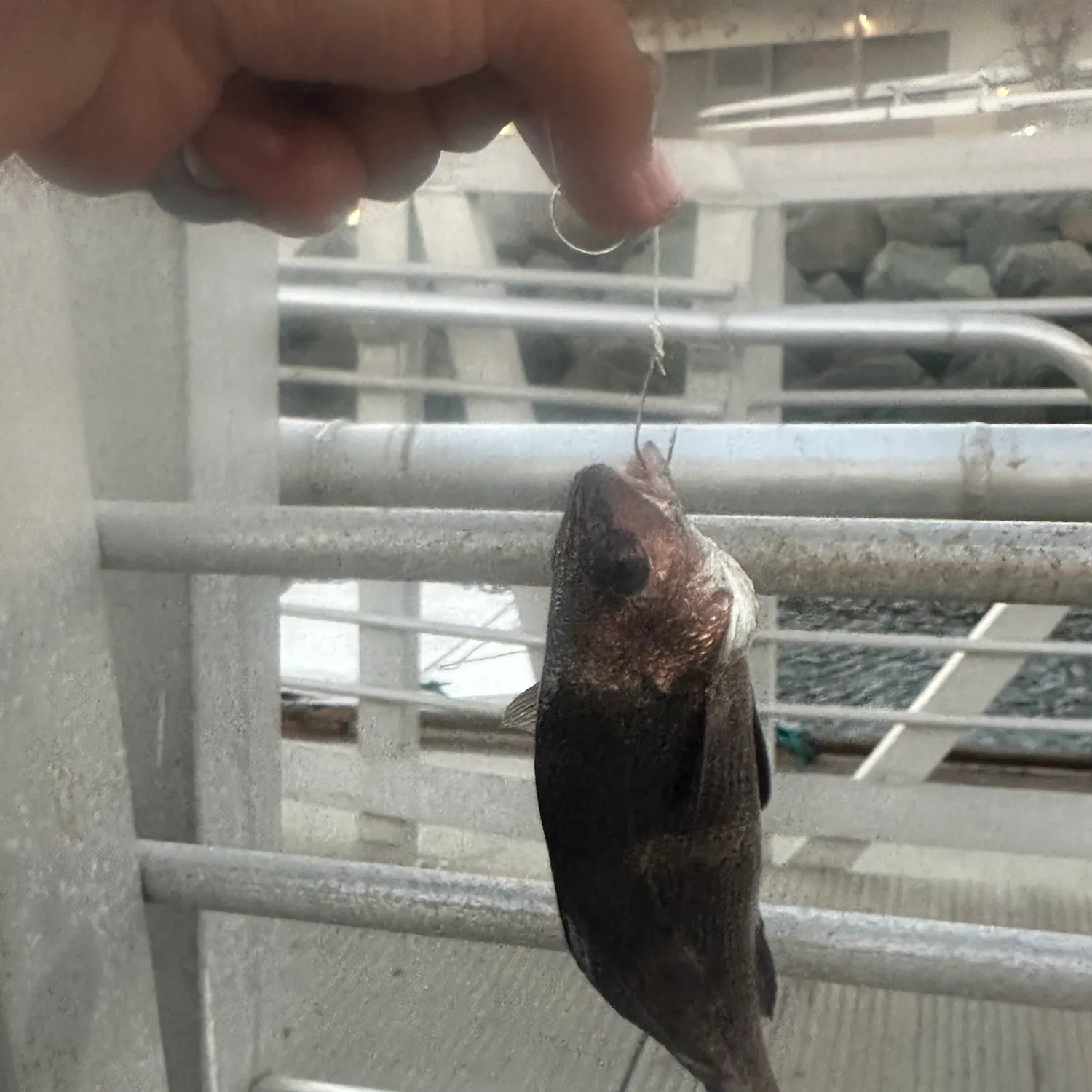 The most recent Black perch catches on Fishbrain