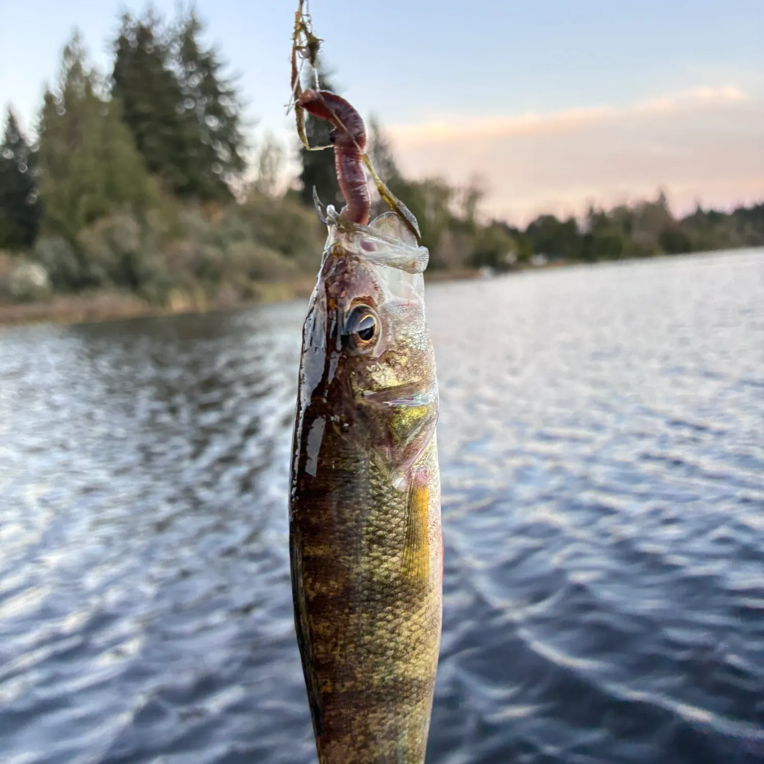 Fish caught on Fishbrain