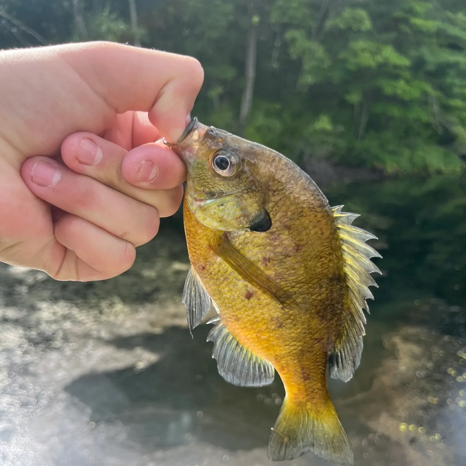 Bluegill caught on Fishbrain