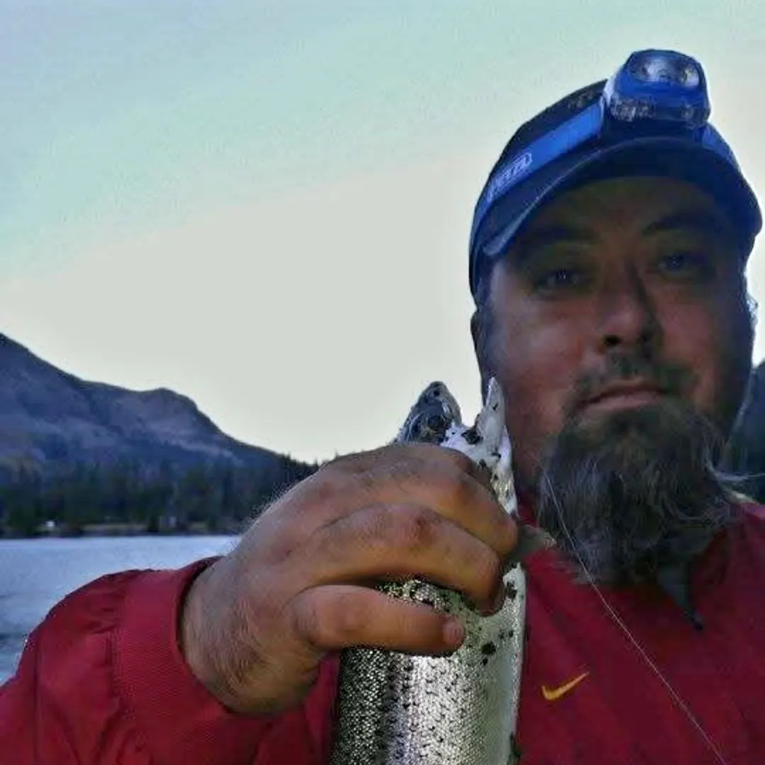 The most recent Rainbow trout catches on Fishbrain