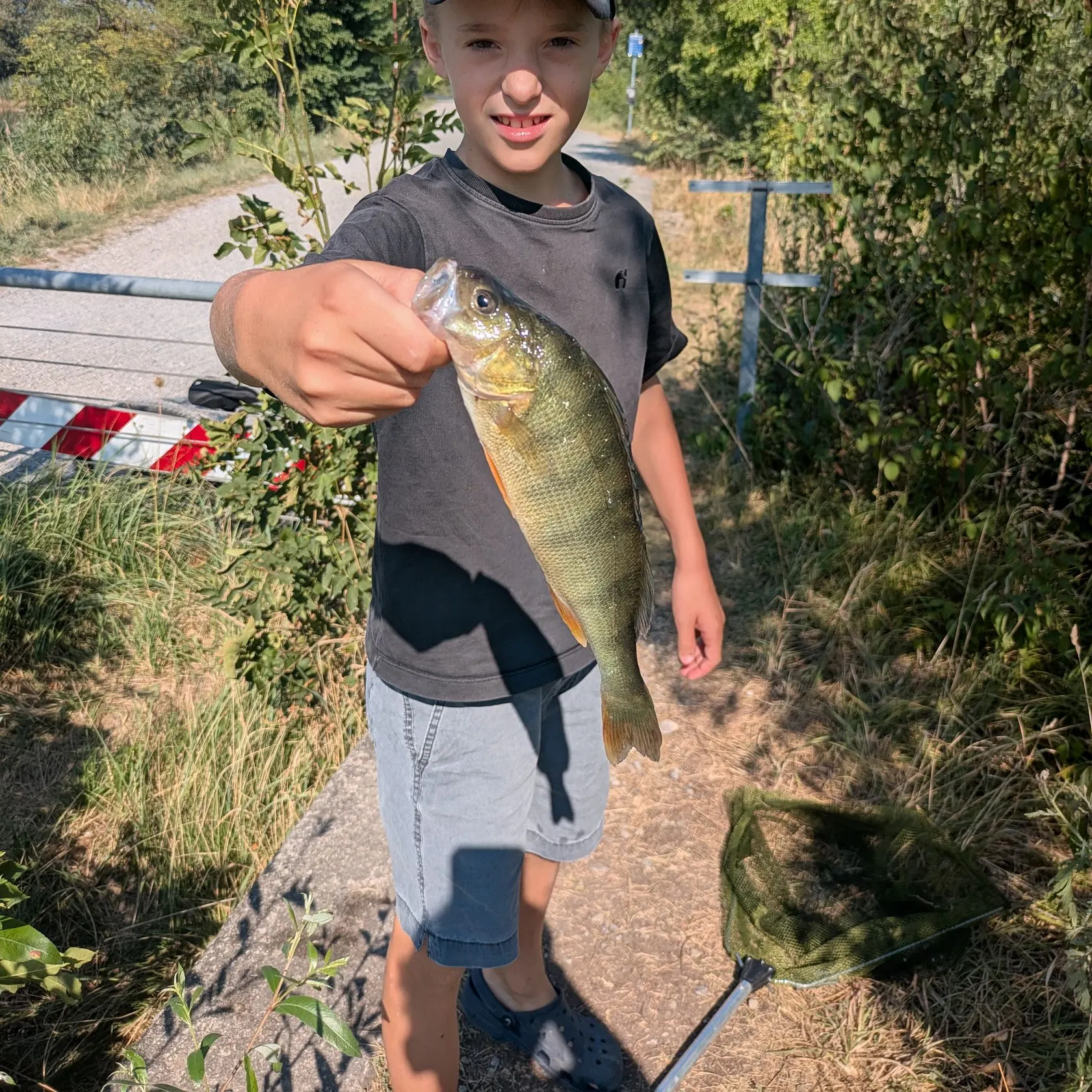 European perch caught on Fishbrain