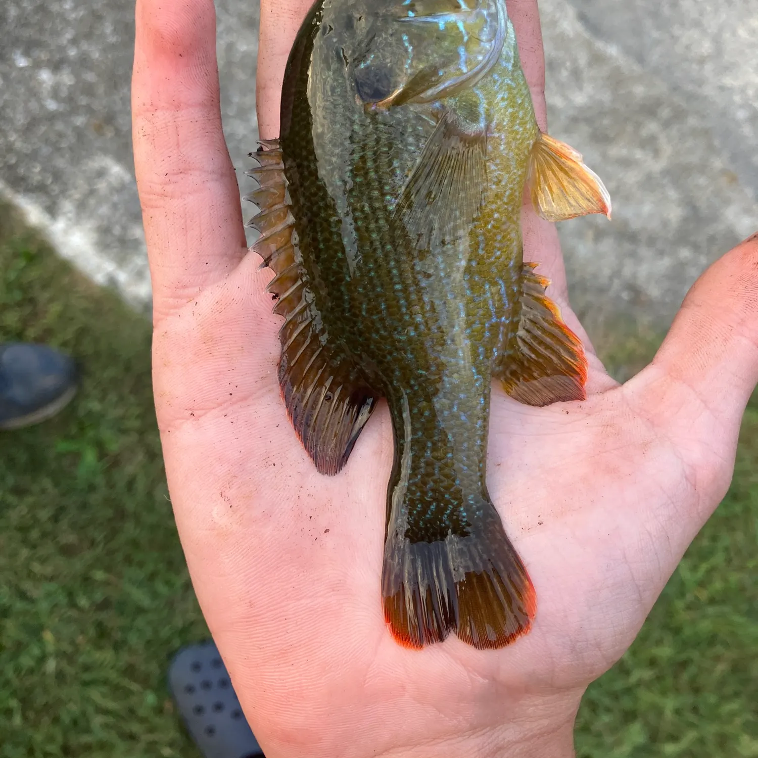 Green sunfish caught on Fishbrain