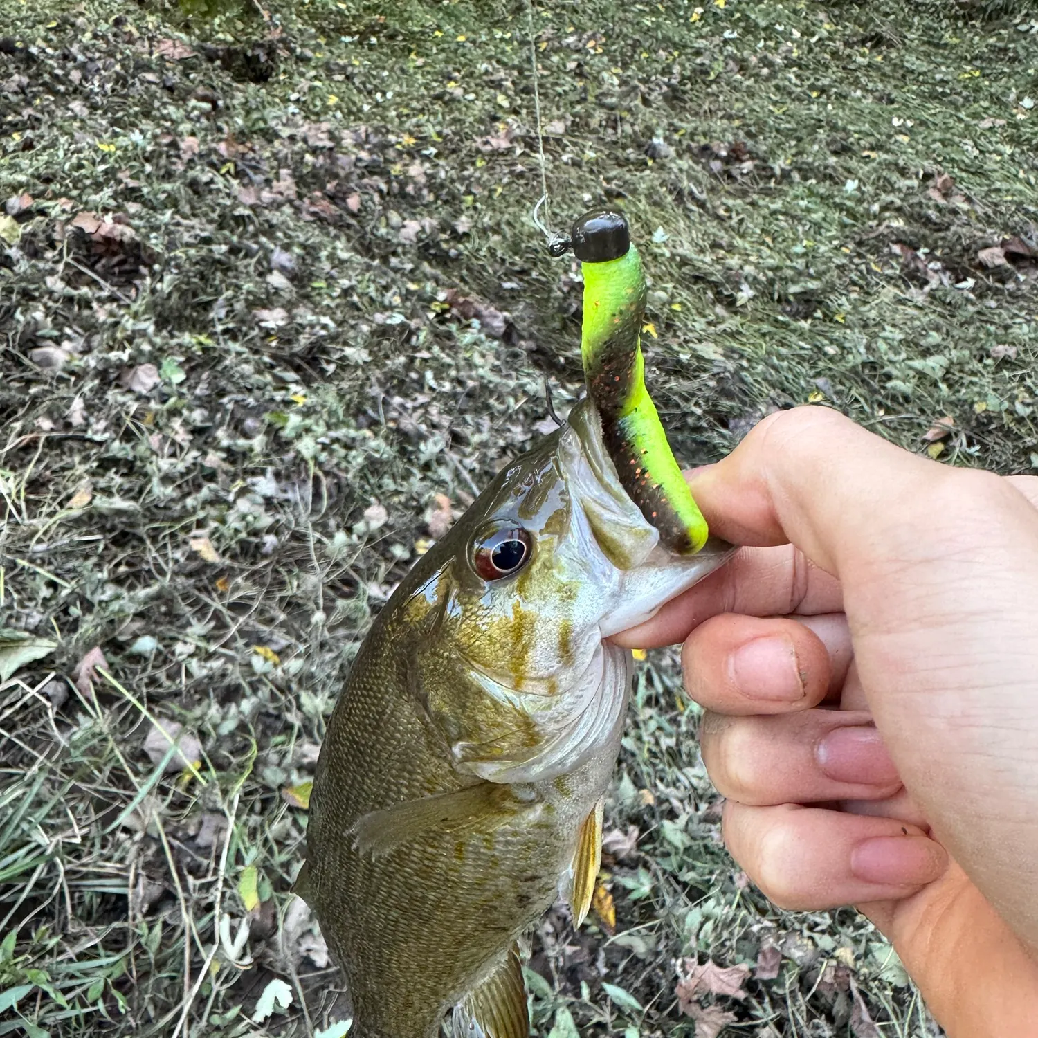 Smallmouth bass caught on Fishbrain