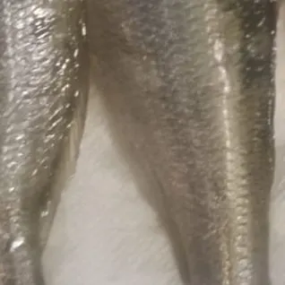 Bogue caught on Fishbrain