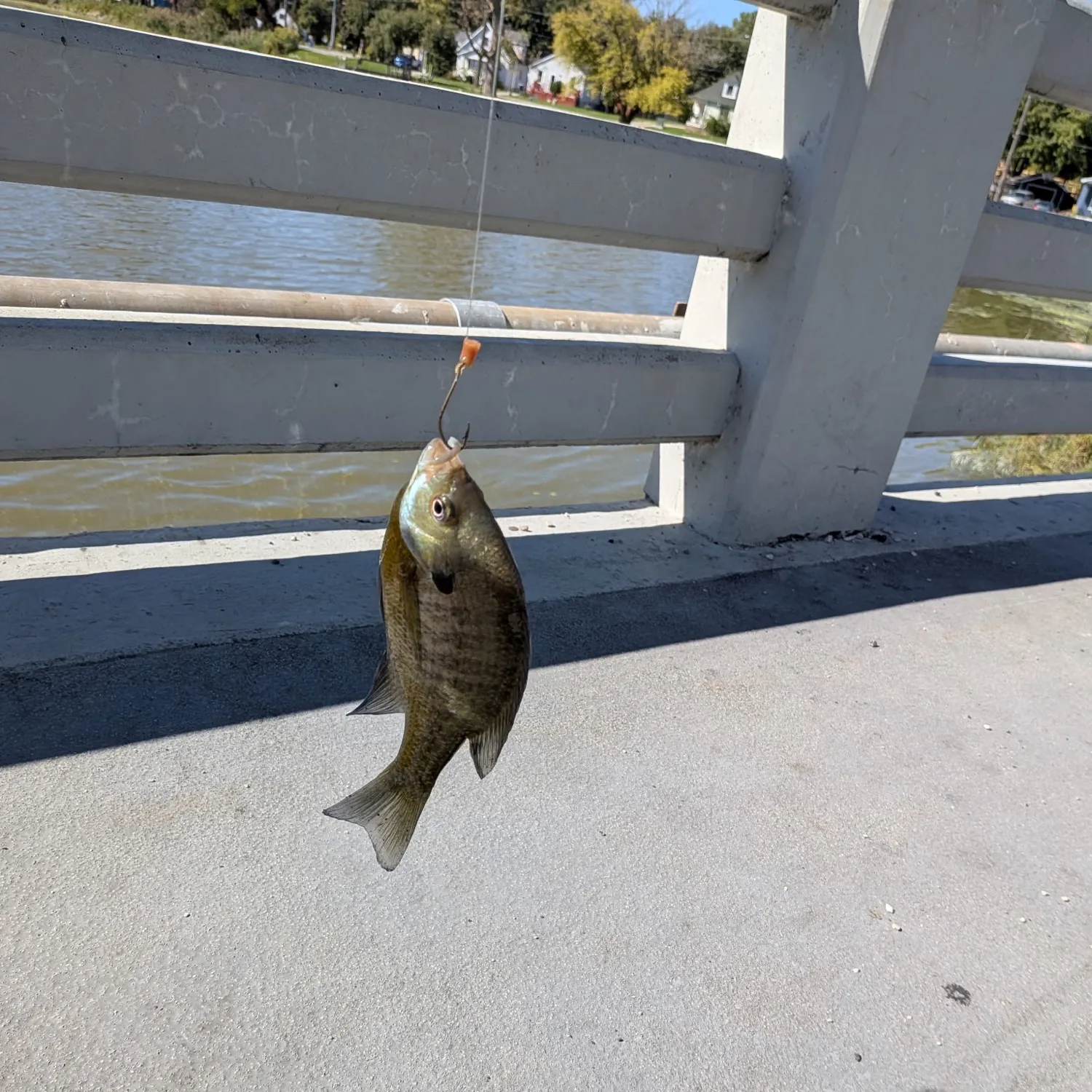 Rock bass caught on Fishbrain