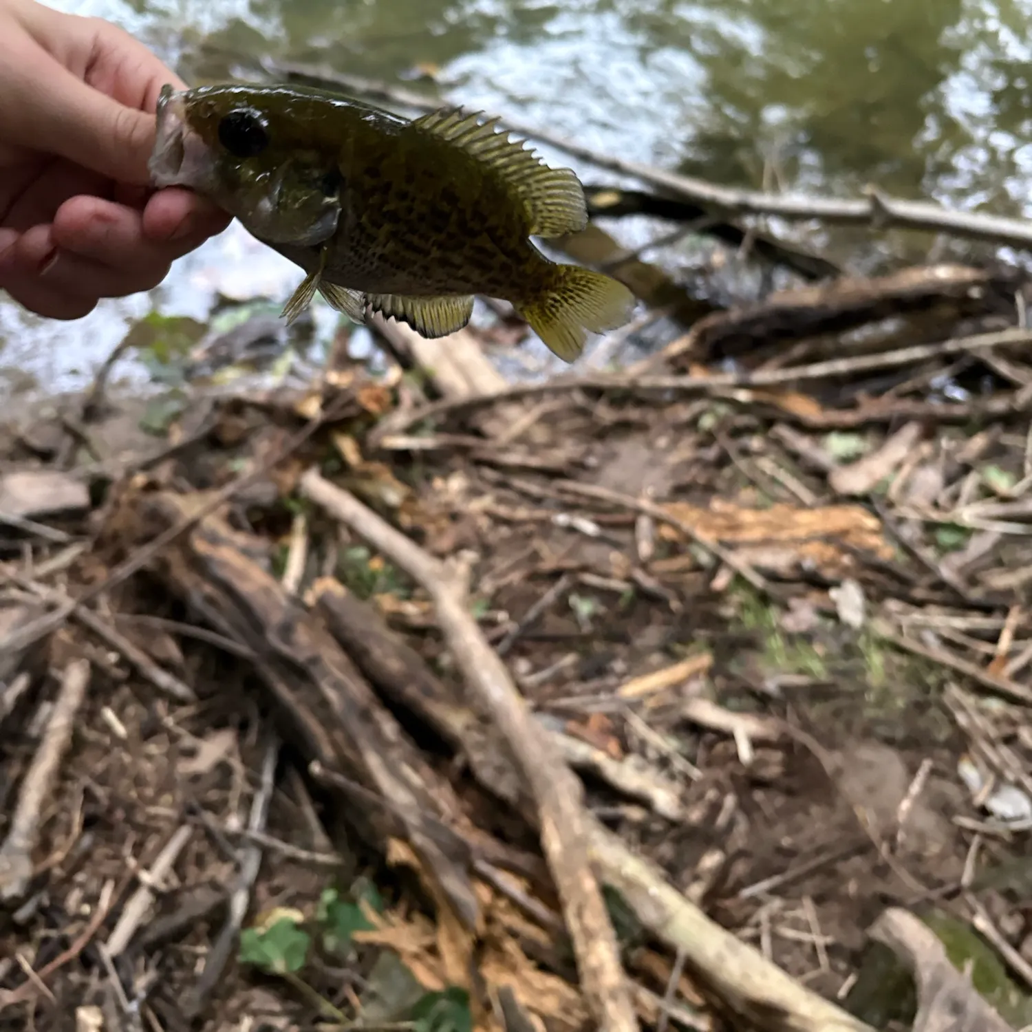 Rock bass caught on Fishbrain
