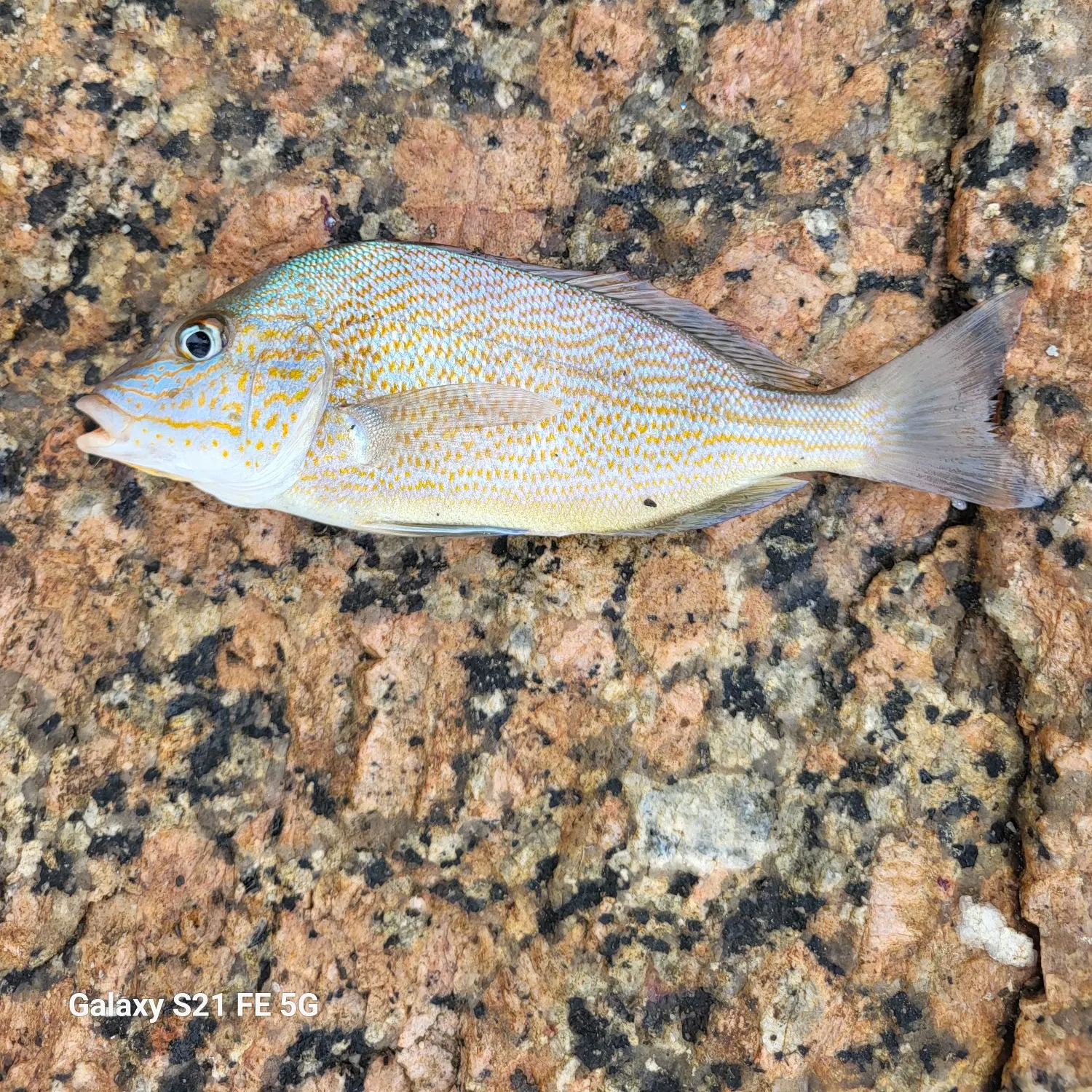 The most recent Pigfish catches on Fishbrain