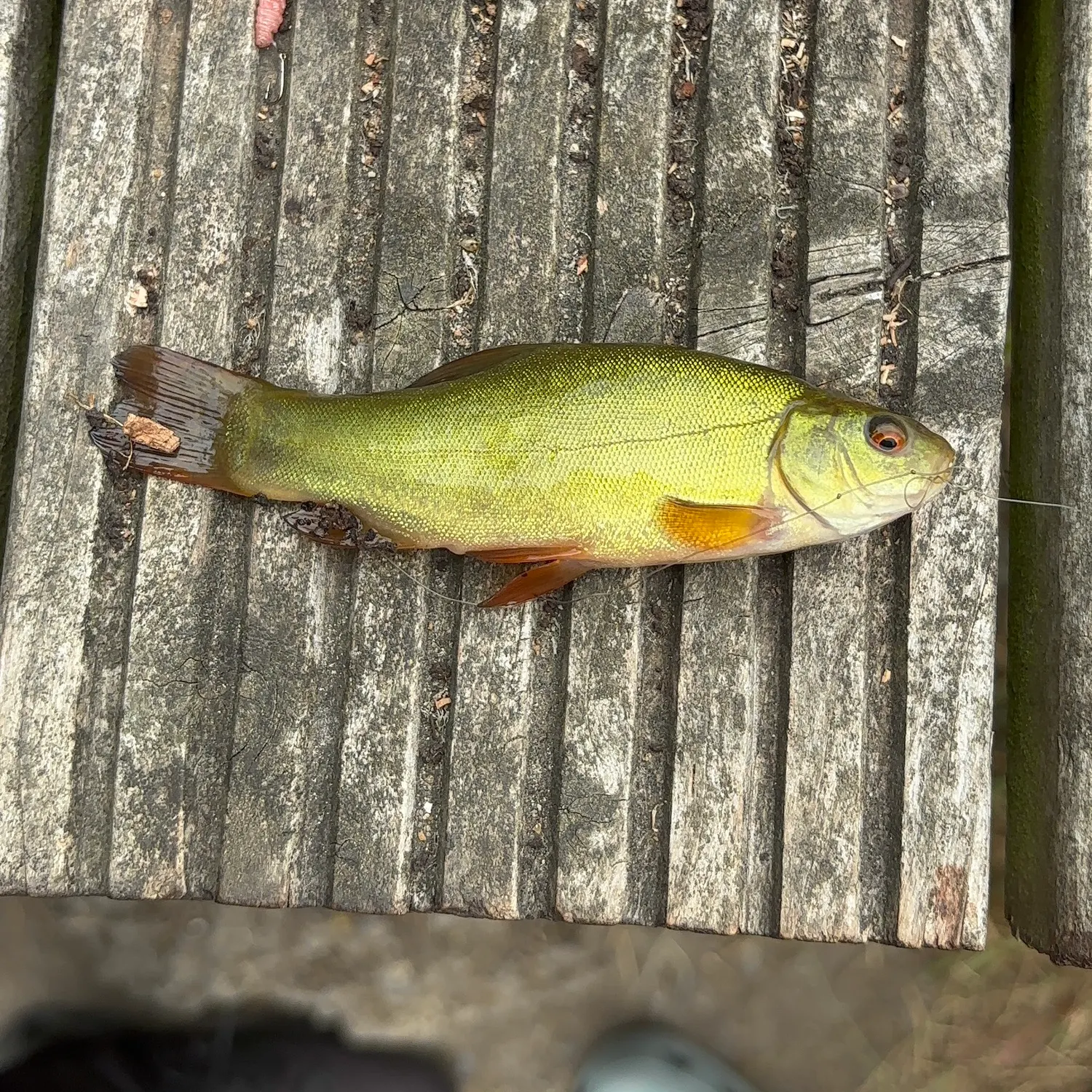 The most recent Tench catches on Fishbrain