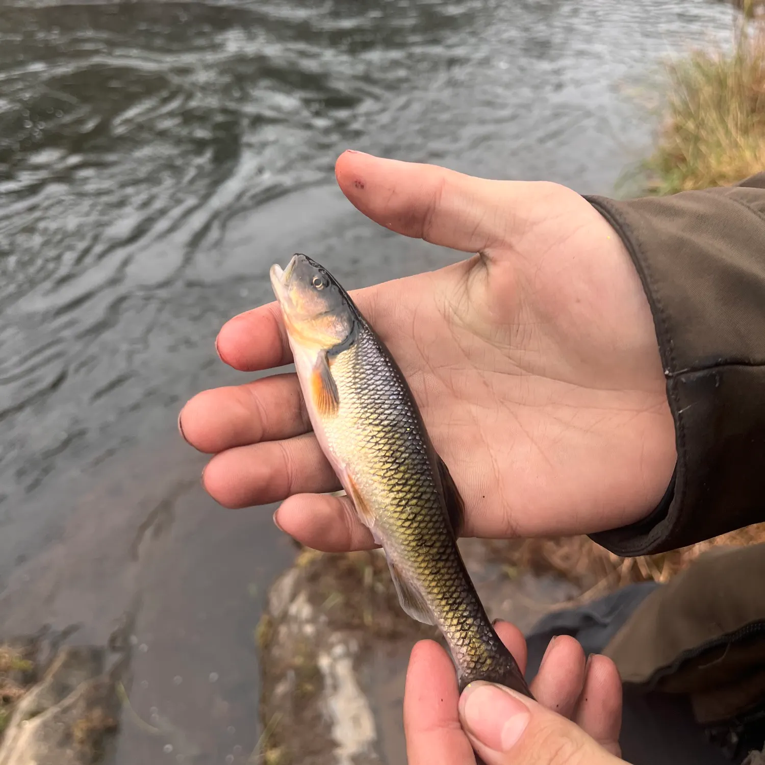 The most recent Hornyhead chub catches on Fishbrain