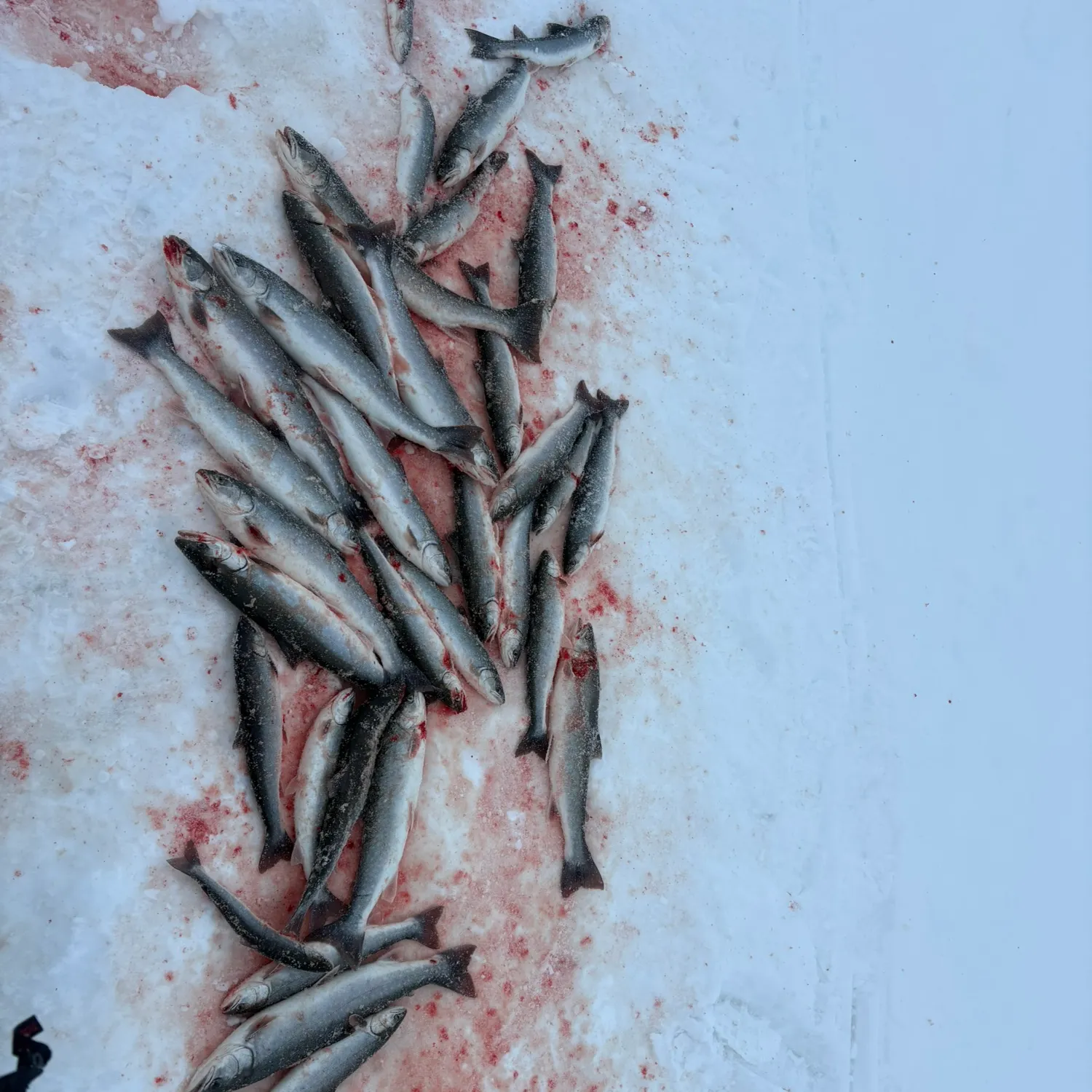 The most recent Dolly varden catches on Fishbrain