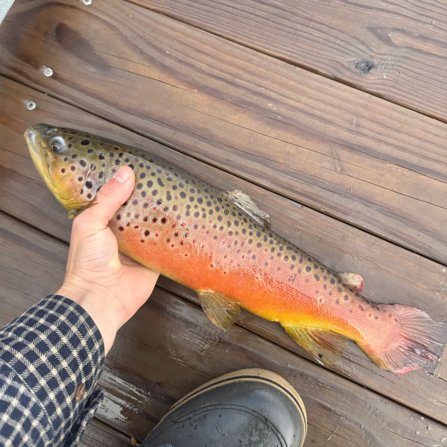 Brown trout caught on Fishbrain