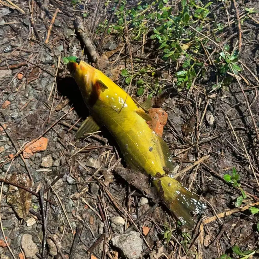 Bagrid catfish caught on Fishbrain