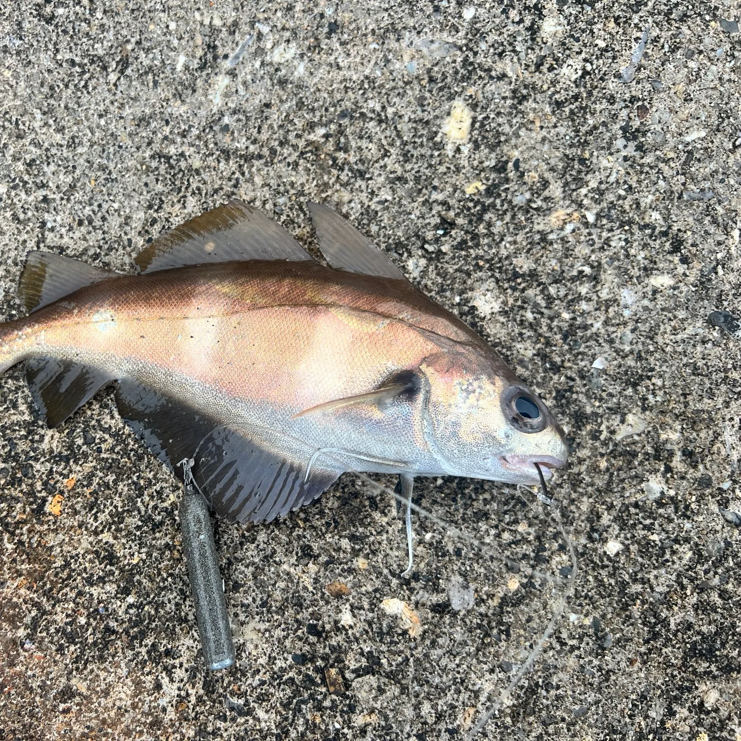 The most recent Pouting catches on Fishbrain