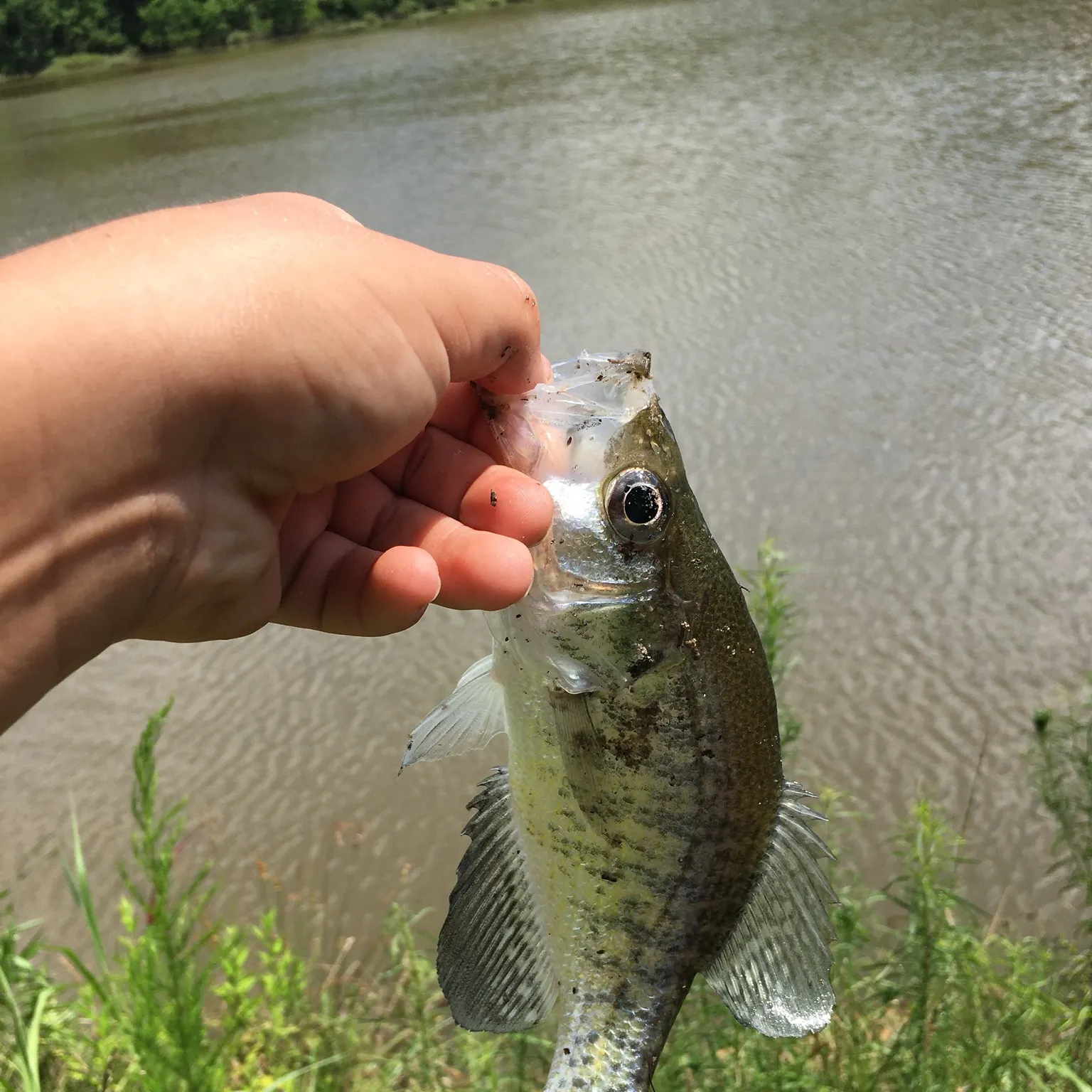 angler catch