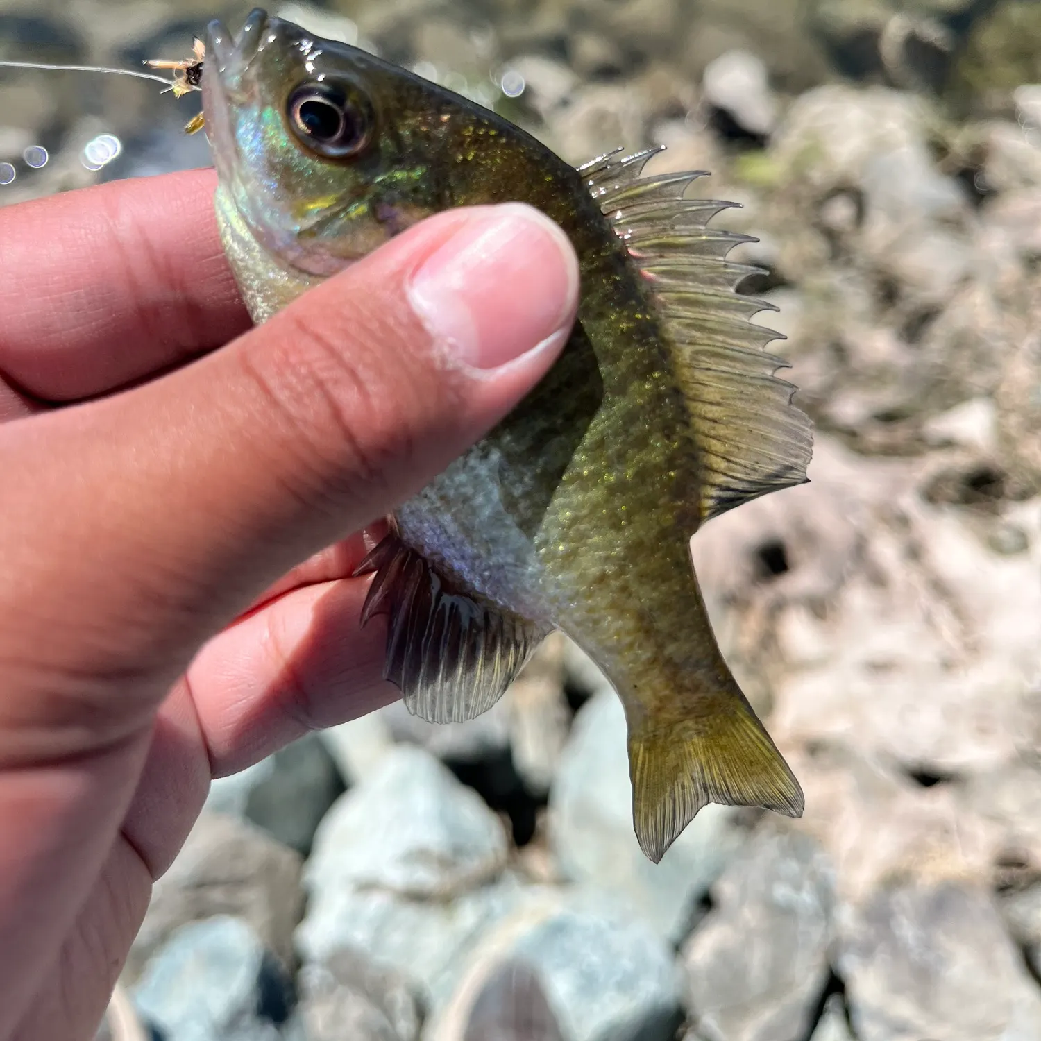 Bluegill caught on Fishbrain
