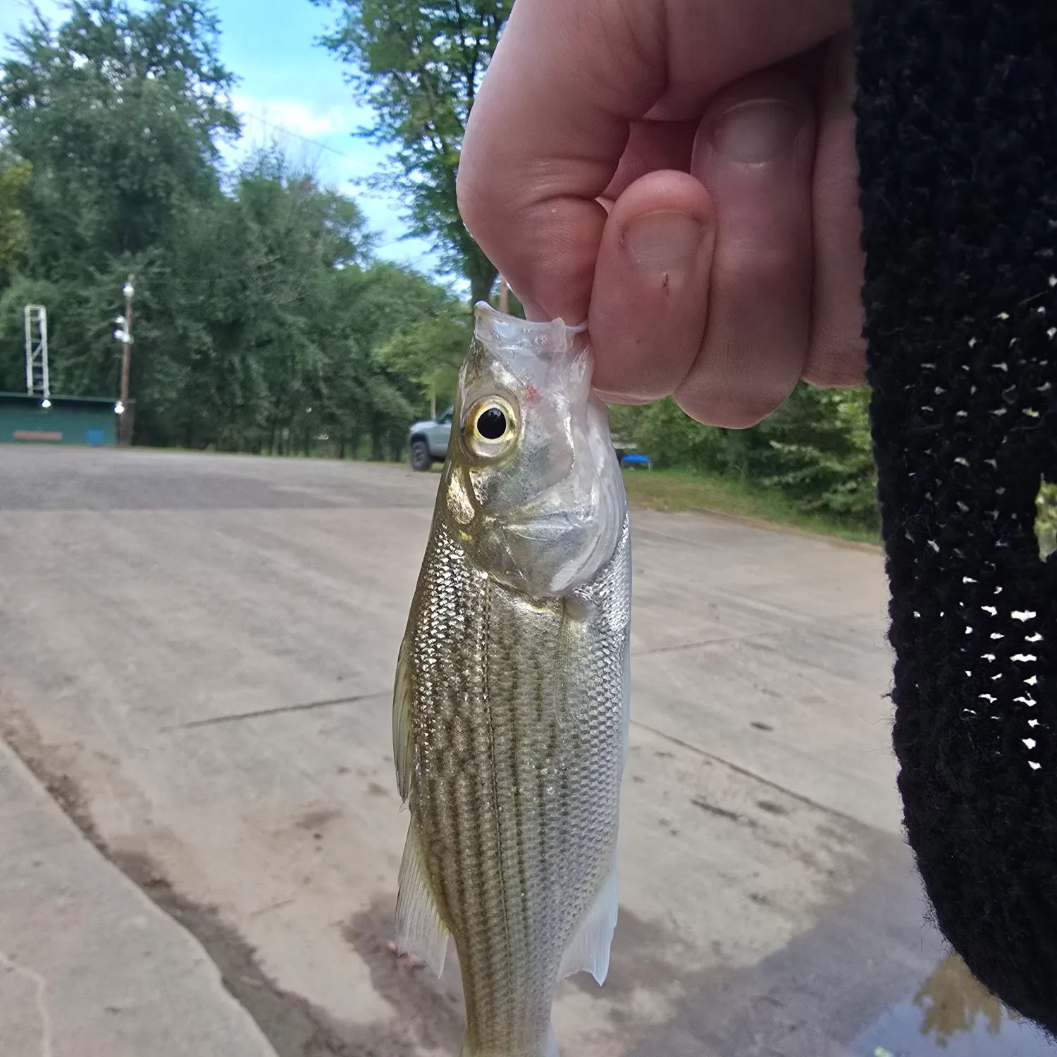 Fish caught on Fishbrain