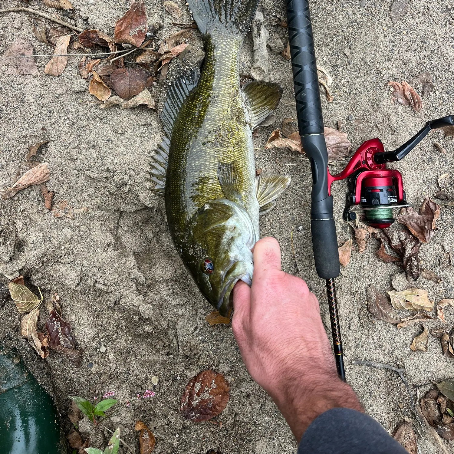 Smallmouth bass caught on Fishbrain