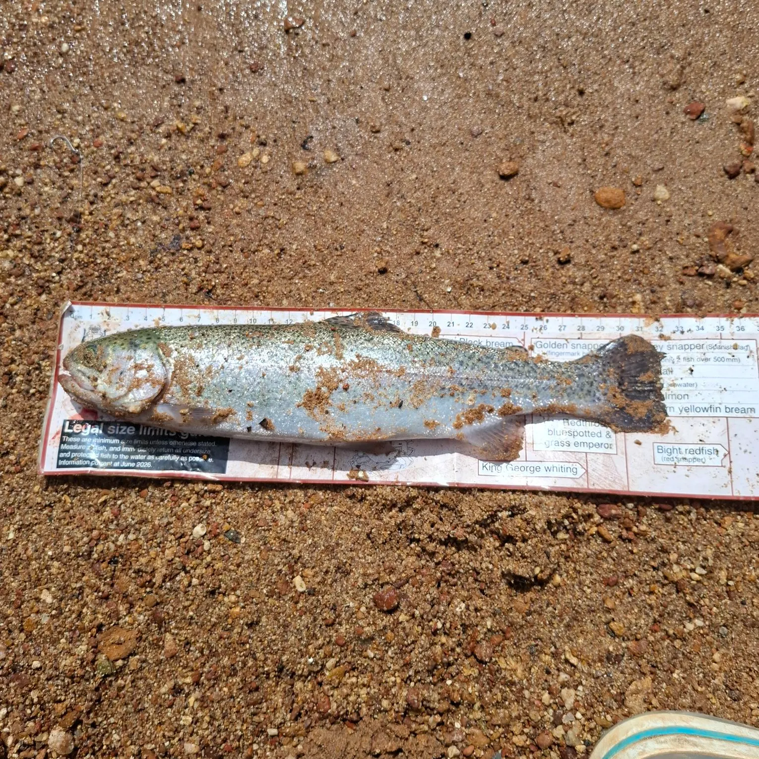 Rainbow trout caught on Fishbrain