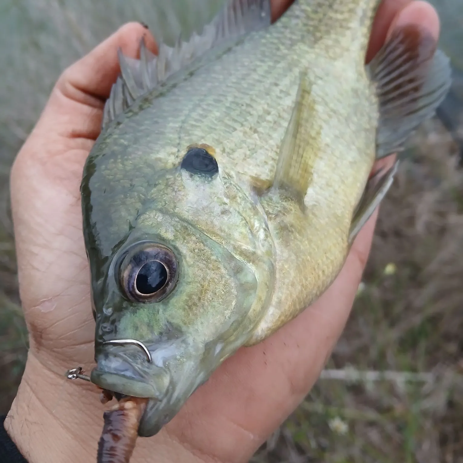The most recent Redear sunfish catches on Fishbrain