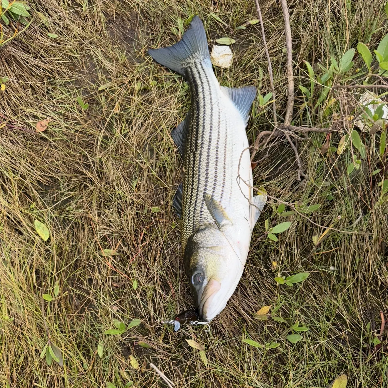 Striped bass caught on Fishbrain