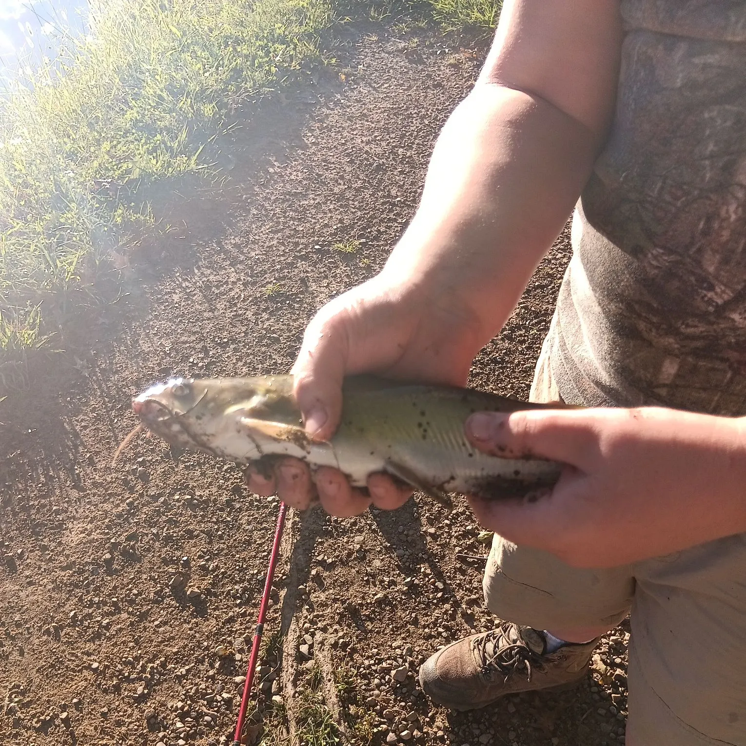 Channel catfish caught on Fishbrain