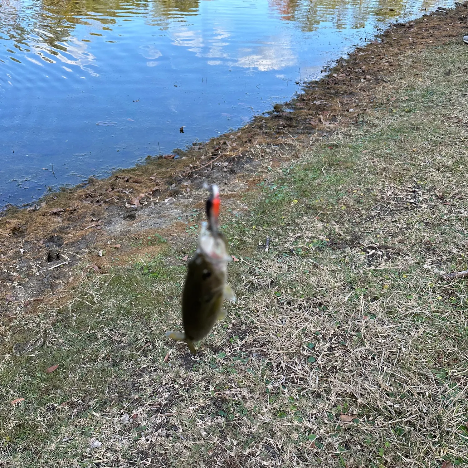 The most recent Florida bass catches on Fishbrain