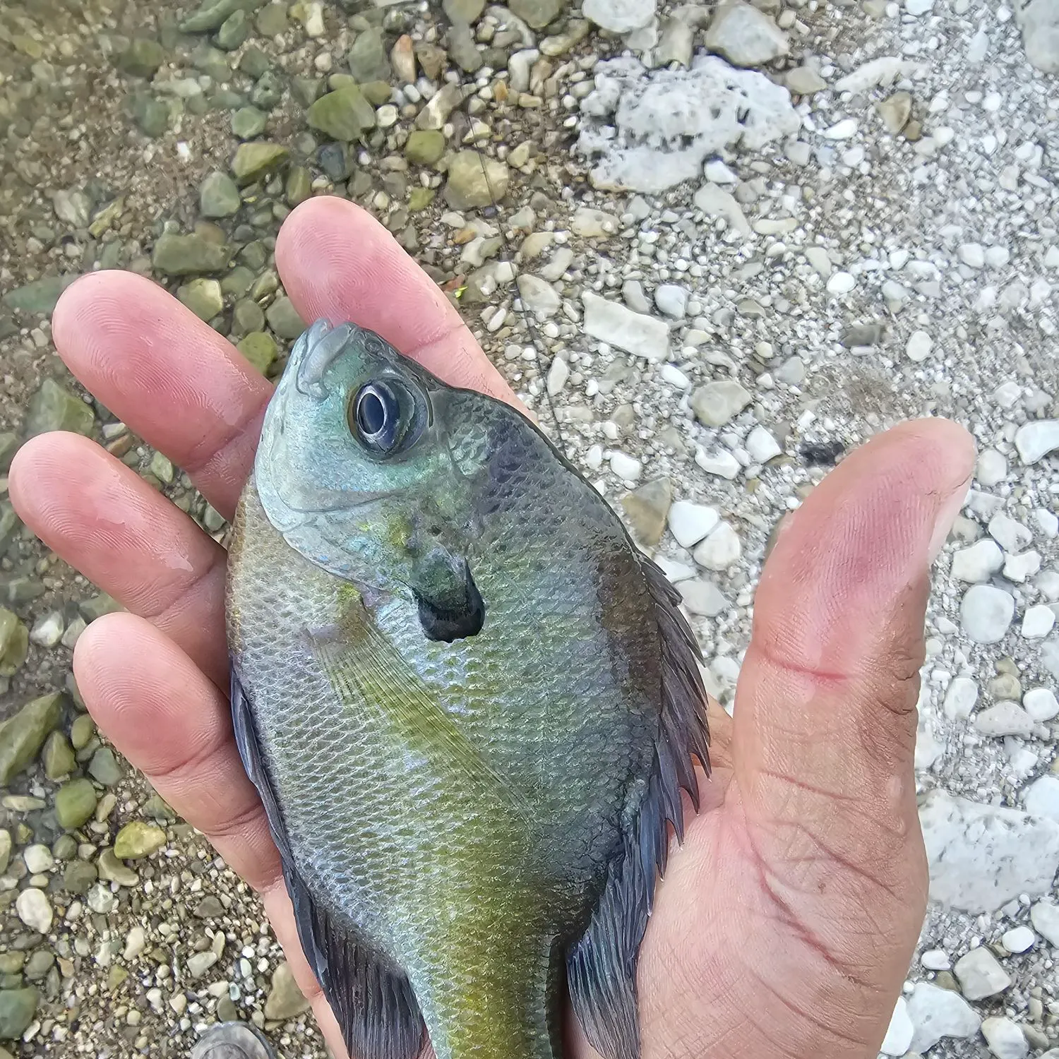 Bluegill caught on Fishbrain