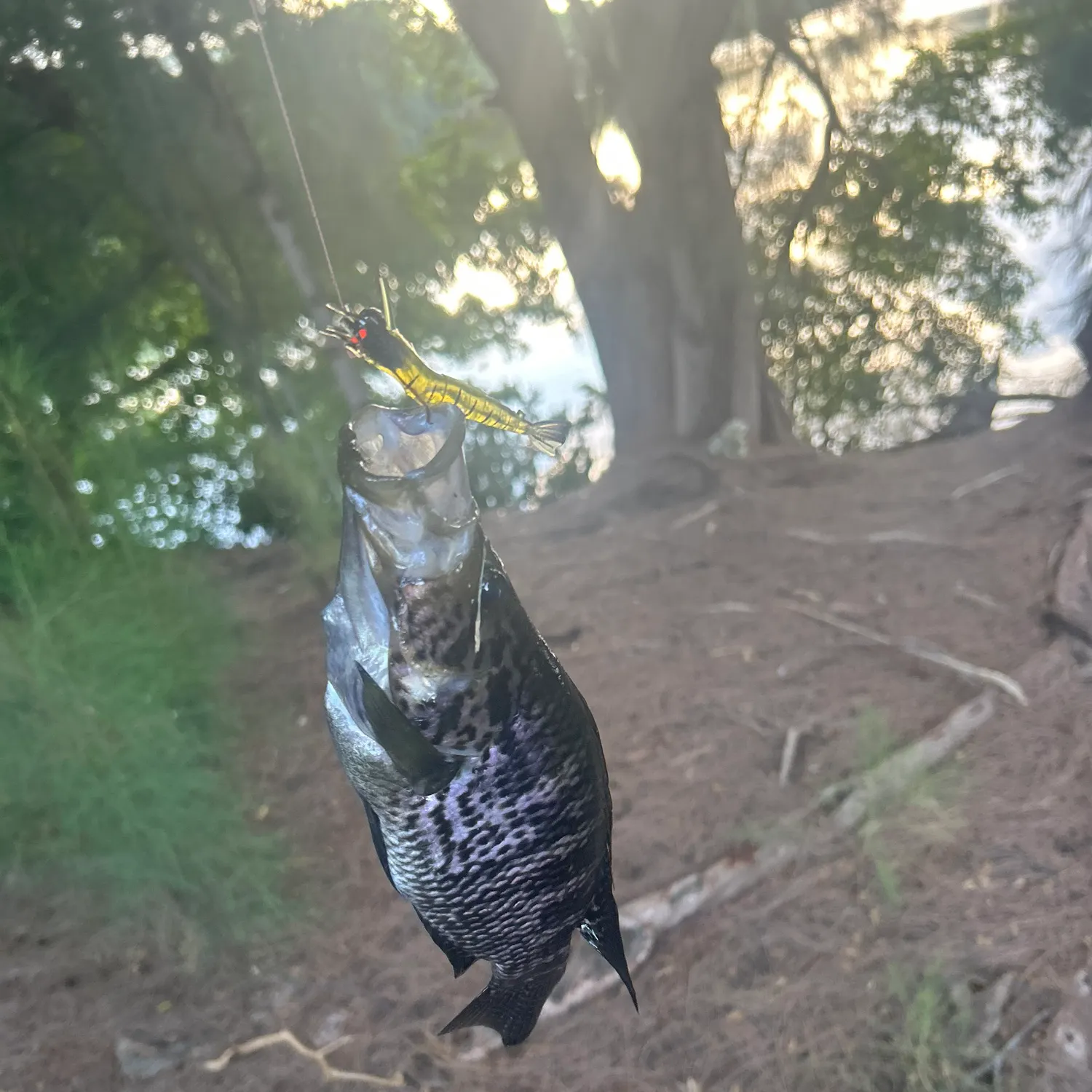 Jaguar cichlid caught on Fishbrain