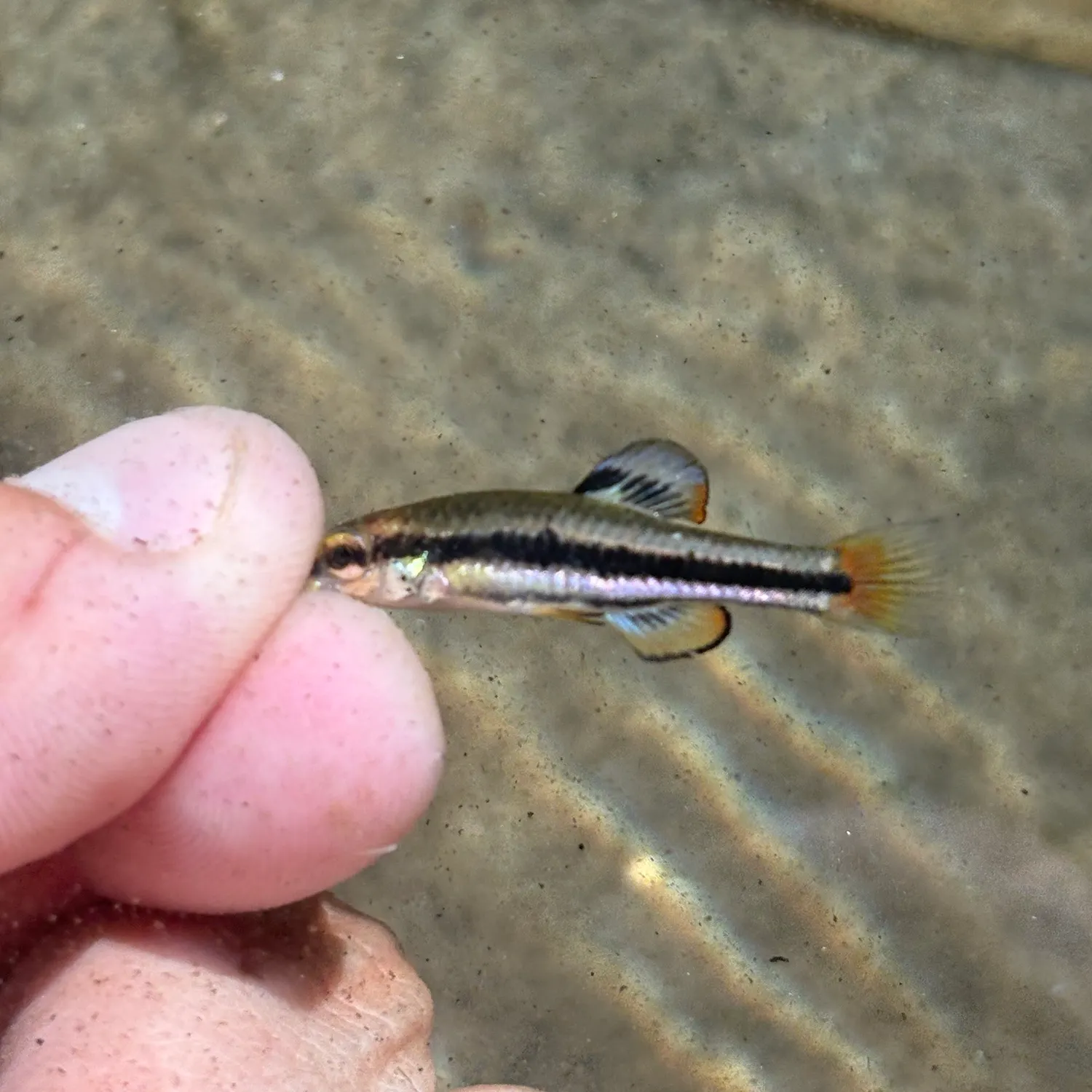 The most recent Bluefin killifish catches on Fishbrain