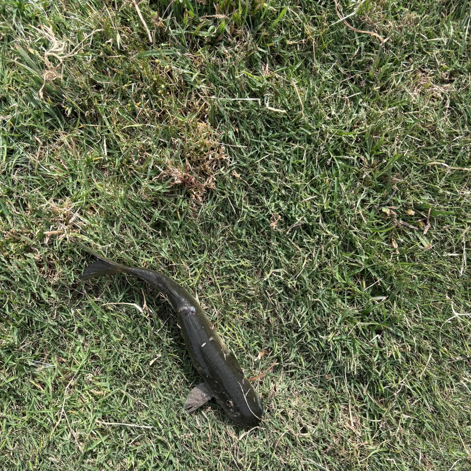 The most recent Striped mullet catches on Fishbrain