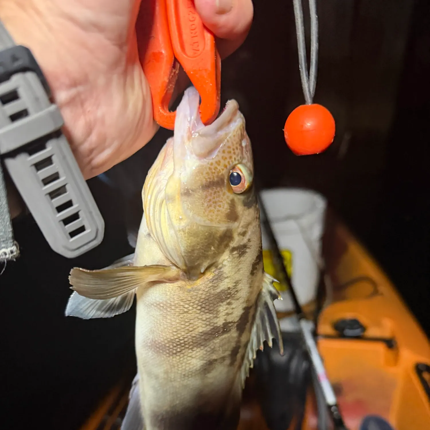 Barred sand bass caught on Fishbrain