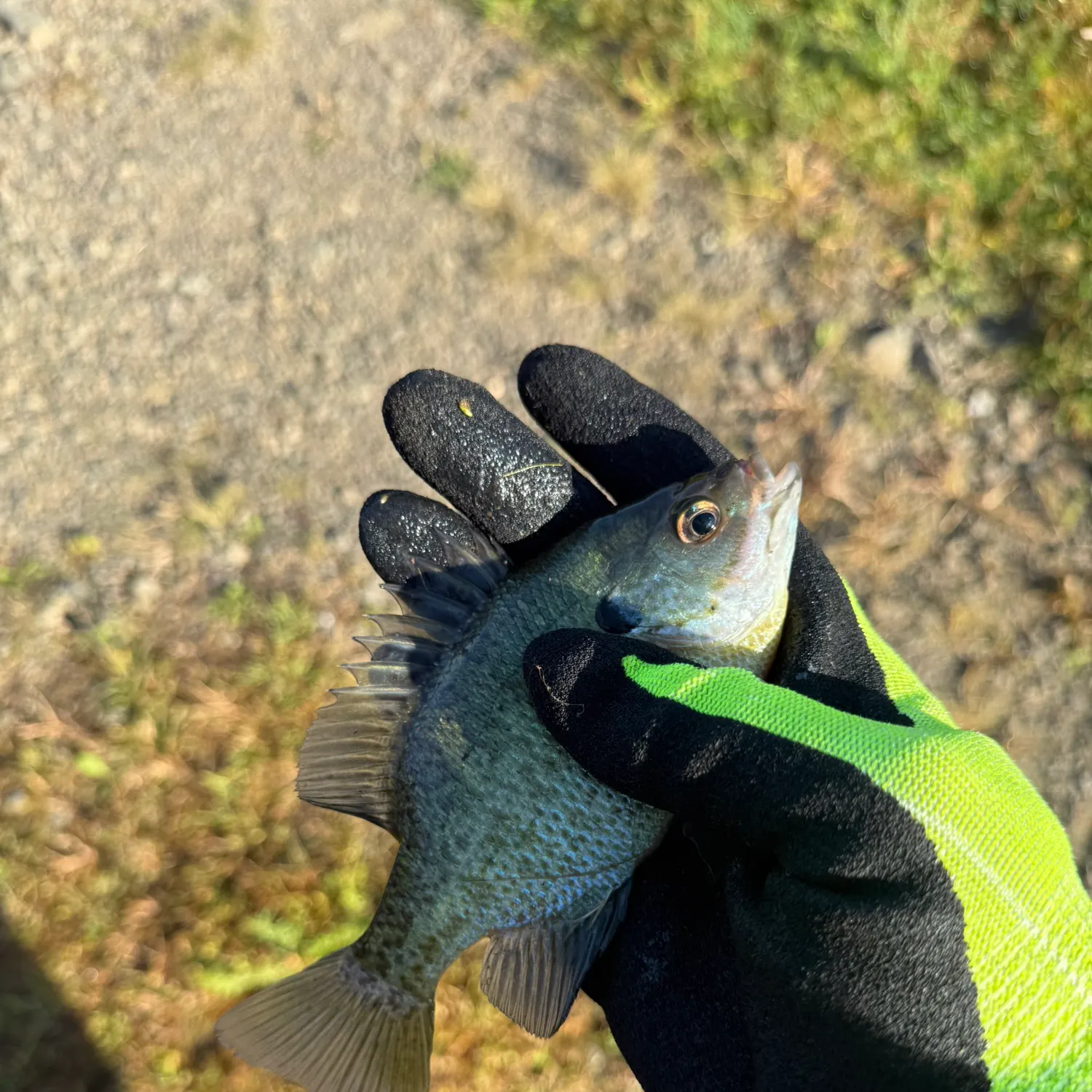 Bluegill caught on Fishbrain