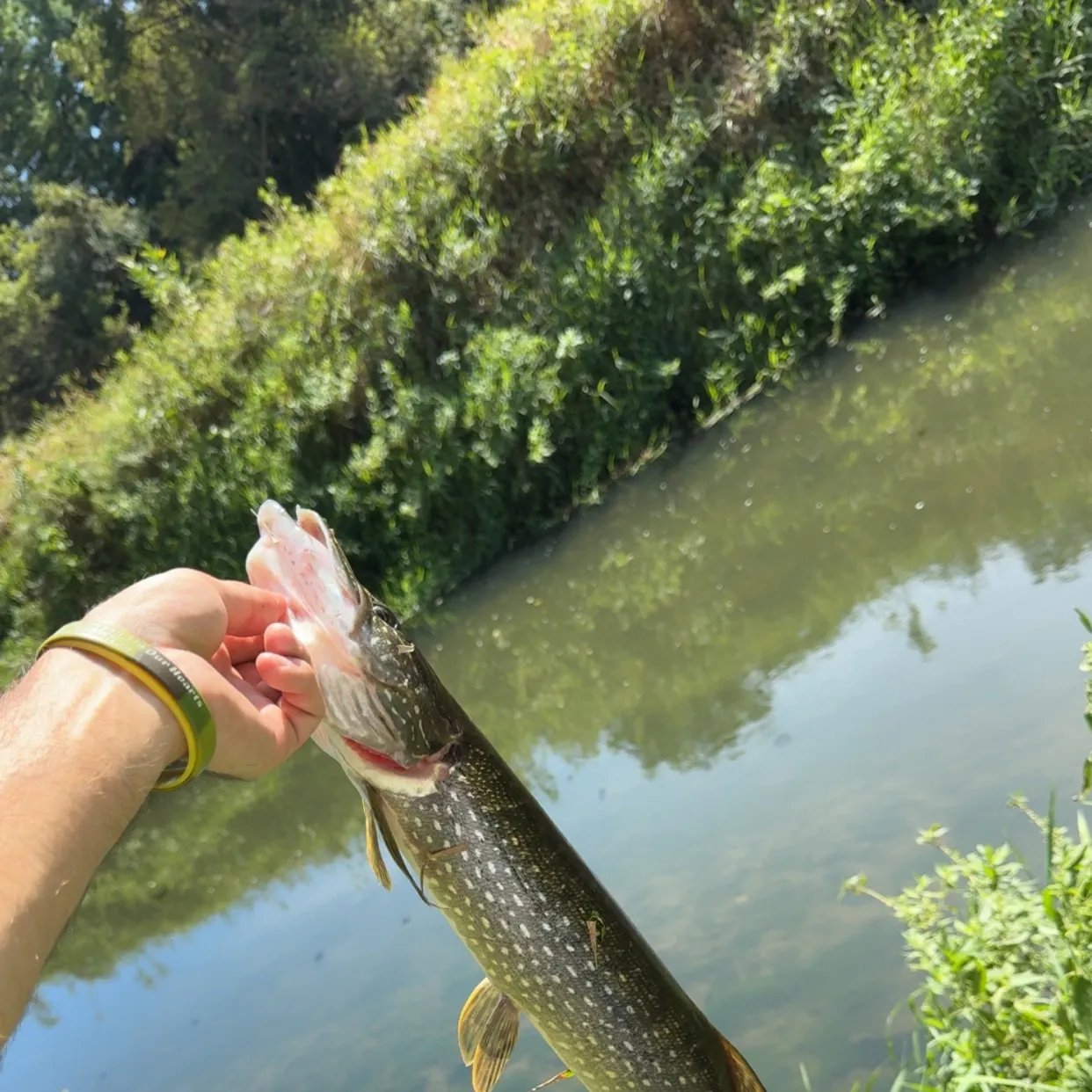 Northern pike caught on Fishbrain