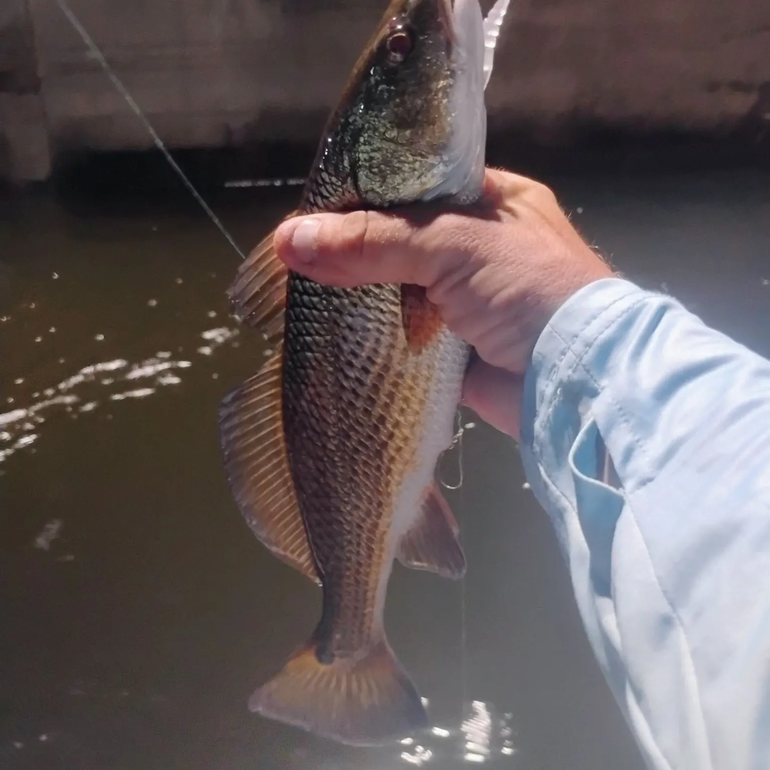 Red drum caught on Fishbrain