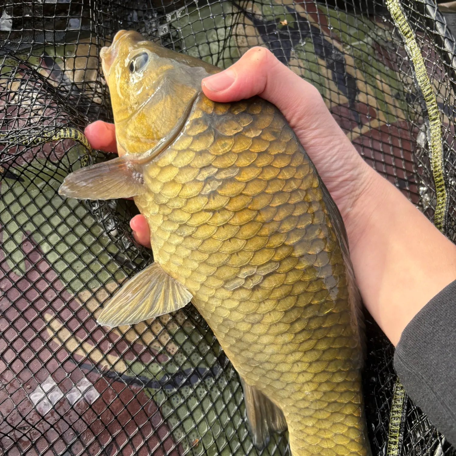 Common carp caught on Fishbrain