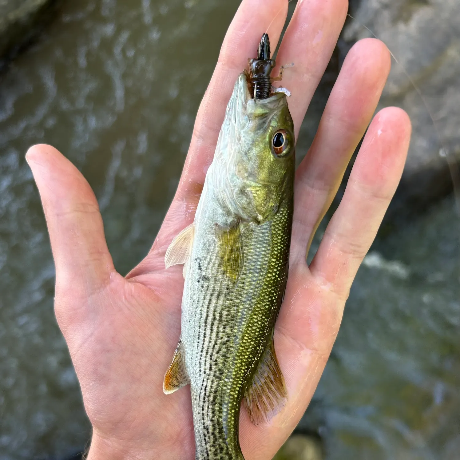 The most recent Altamaha bass catches on Fishbrain